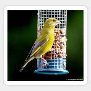 green finch Sticker